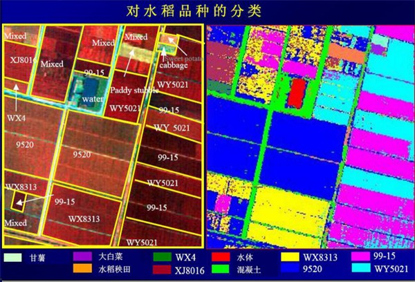 5 对水稻品种的分类